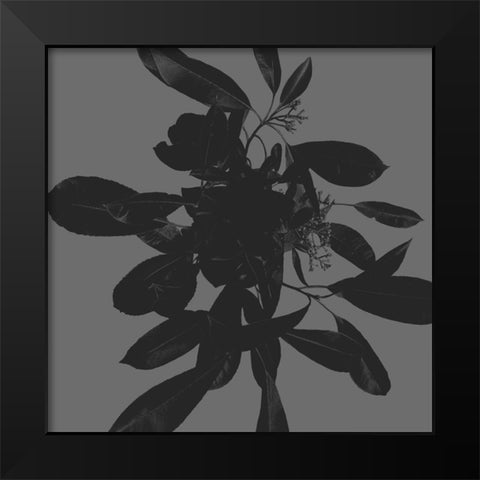 Botanical Light 1 Black Modern Wood Framed Art Print by Hogan, Melody