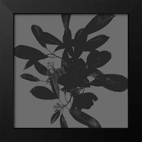 Botanical Light 2 Black Modern Wood Framed Art Print by Hogan, Melody