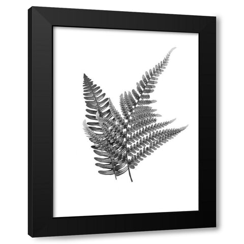 Fern Dueling 2 Black Modern Wood Framed Art Print by Prime, Marcus
