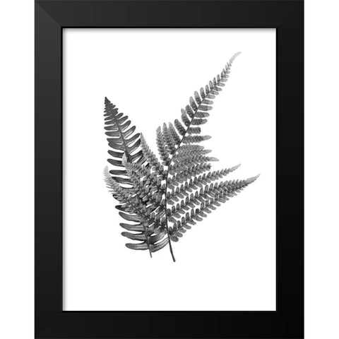 Fern Dueling 2 Black Modern Wood Framed Art Print by Prime, Marcus