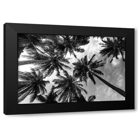 Passerby Palms 2 Black Modern Wood Framed Art Print with Double Matting by Prime, Marcus