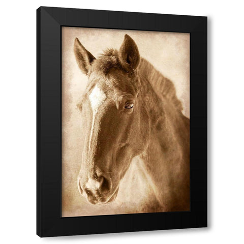 Wild Stallion 1 Black Modern Wood Framed Art Print with Double Matting by Prime, Marcus