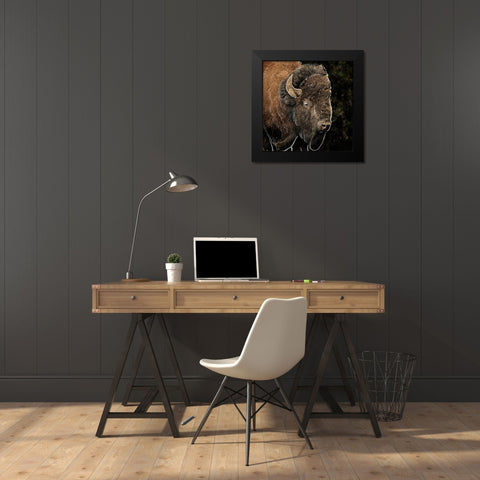 Illustrated Bison 1 Black Modern Wood Framed Art Print by Prime, Marcus