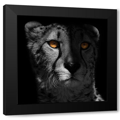 Glaring Gaze 1 Black Modern Wood Framed Art Print with Double Matting by Prime, Marcus