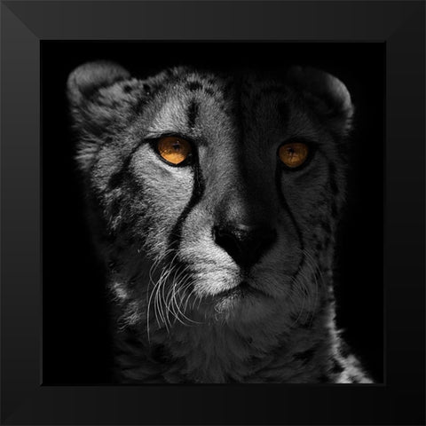 Glaring Gaze 1 Black Modern Wood Framed Art Print by Prime, Marcus