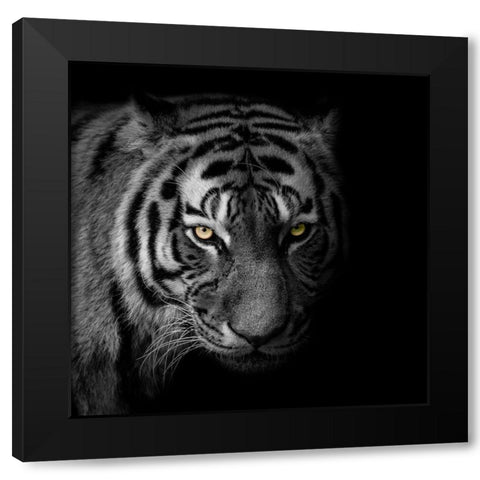 Glaring Gaze 2 Black Modern Wood Framed Art Print with Double Matting by Prime, Marcus