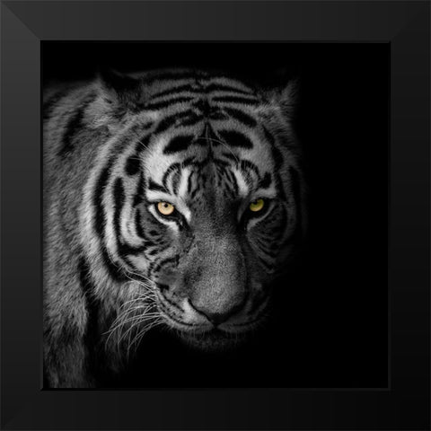 Glaring Gaze 2 Black Modern Wood Framed Art Print by Prime, Marcus