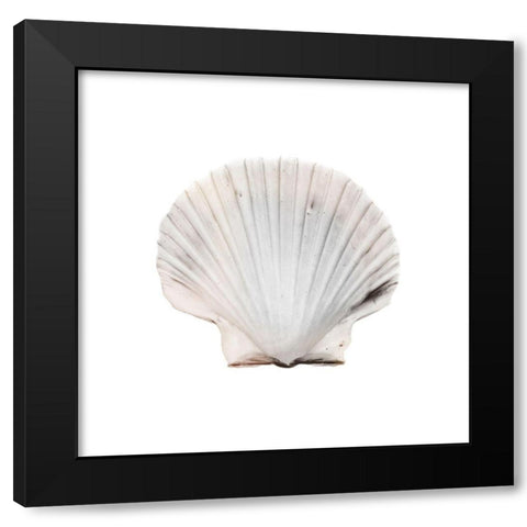 Calming Shell 2 Black Modern Wood Framed Art Print with Double Matting by Prime, Marcus