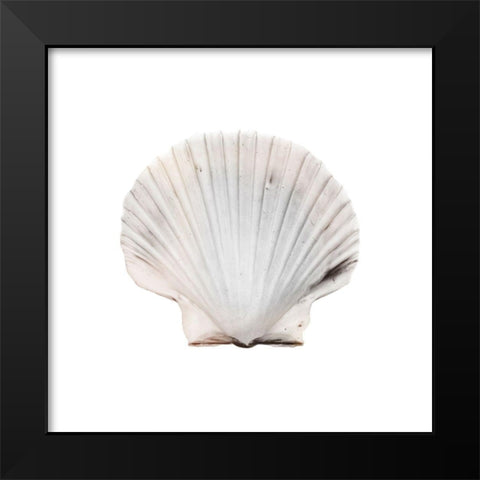 Calming Shell 2 Black Modern Wood Framed Art Print by Prime, Marcus