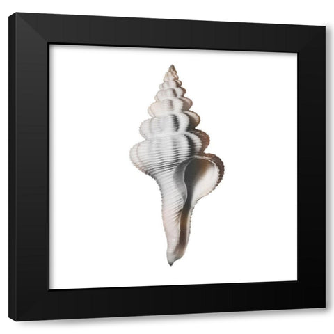 Calming Spiral Shell 2 Black Modern Wood Framed Art Print with Double Matting by Prime, Marcus