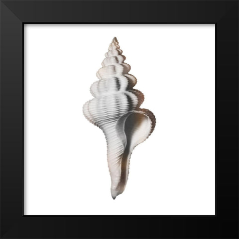 Calming Spiral Shell 2 Black Modern Wood Framed Art Print by Prime, Marcus