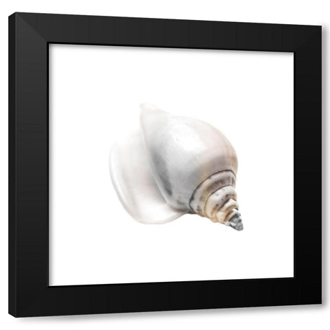 Calming Nautilus Shell 2 Black Modern Wood Framed Art Print with Double Matting by Prime, Marcus