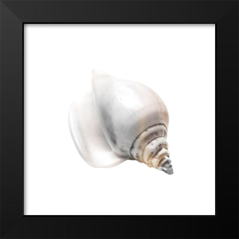 Calming Nautilus Shell 2 Black Modern Wood Framed Art Print by Prime, Marcus