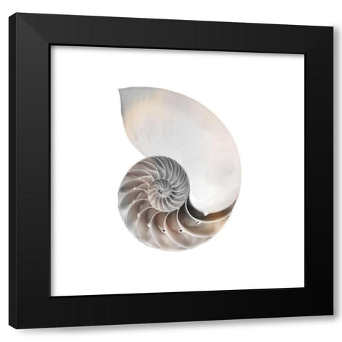 Calming Spiral Shell 2 Black Modern Wood Framed Art Print with Double Matting by Prime, Marcus