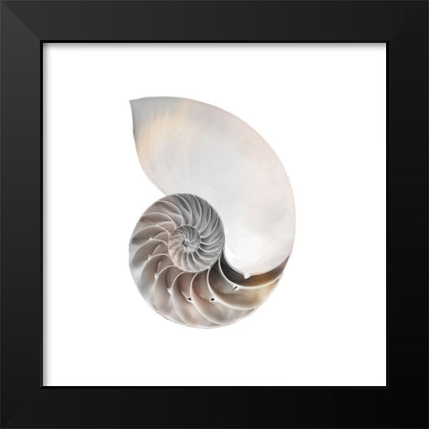 Calming Spiral Shell 2 Black Modern Wood Framed Art Print by Prime, Marcus