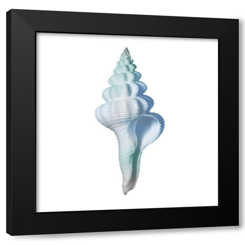 Seaside Shell 2 Black Modern Wood Framed Art Print with Double Matting by Prime, Marcus