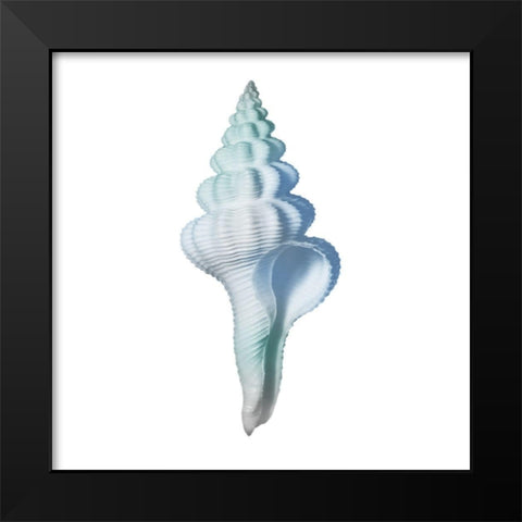 Seaside Shell 2 Black Modern Wood Framed Art Print by Prime, Marcus