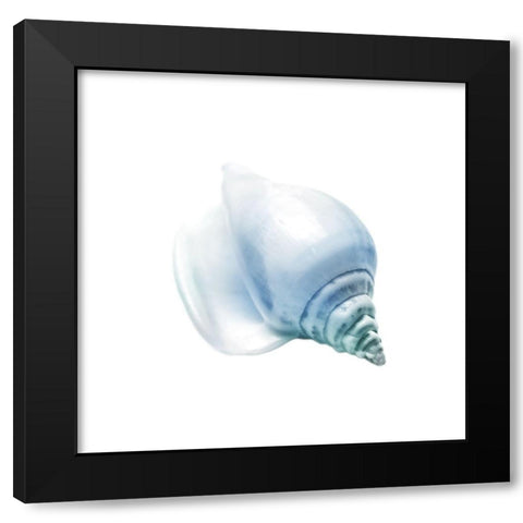 Seaside Shell 3 Black Modern Wood Framed Art Print with Double Matting by Prime, Marcus