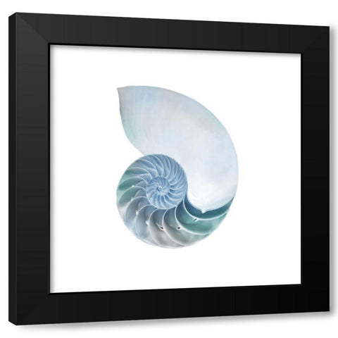 Seaside Shell 4 Black Modern Wood Framed Art Print with Double Matting by Prime, Marcus