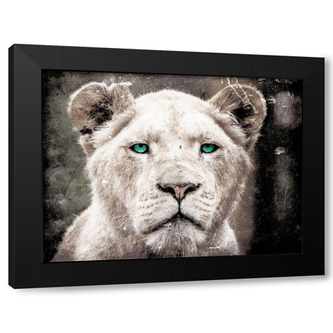 Lioness Look Black Modern Wood Framed Art Print with Double Matting by Villa, Mlli