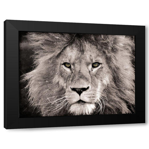 Lion Look Black Modern Wood Framed Art Print with Double Matting by Villa, Mlli