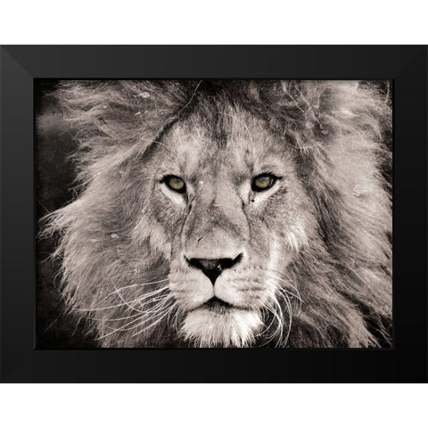 Lion Look Black Modern Wood Framed Art Print by Villa, Mlli
