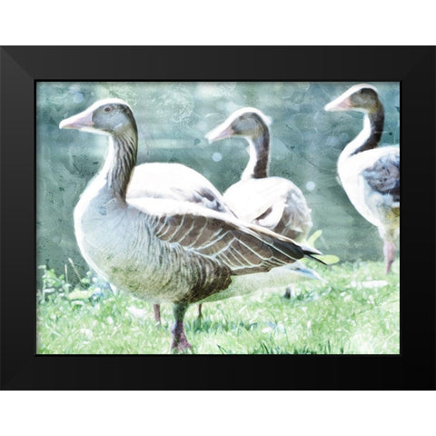 Goose Crew Black Modern Wood Framed Art Print by Villa, Mlli