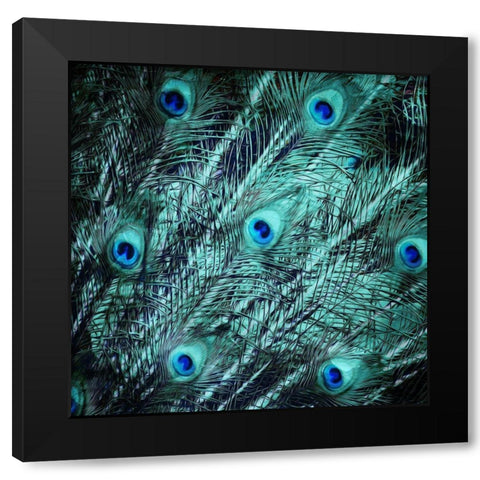 Peacock Spread Black Modern Wood Framed Art Print with Double Matting by Villa, Mlli