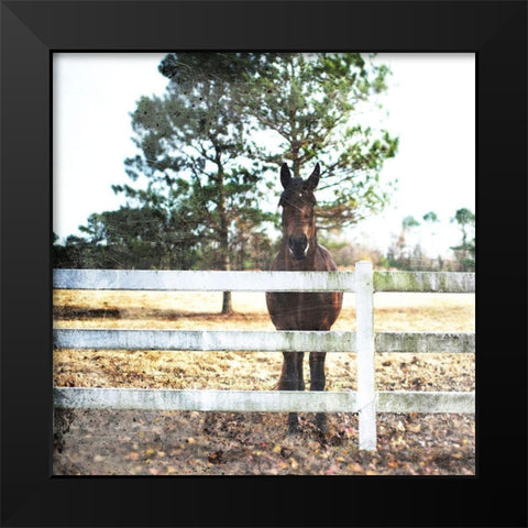 Horse Look Black Modern Wood Framed Art Print by Villa, Mlli