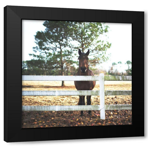 Horse Look 2 Black Modern Wood Framed Art Print by Villa, Milli