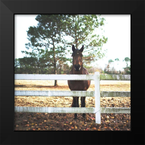 Horse Look 2 Black Modern Wood Framed Art Print by Villa, Milli