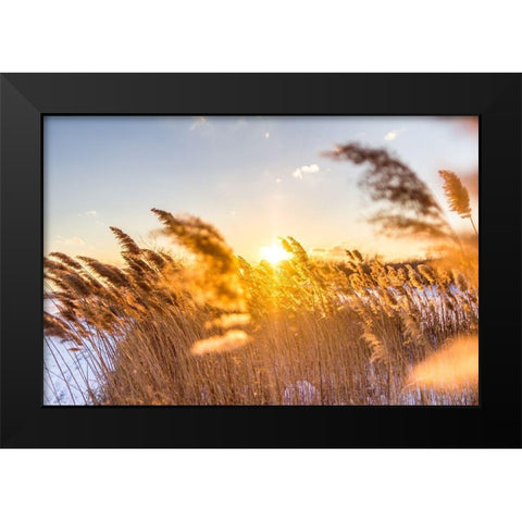Marsh Grass Black Modern Wood Framed Art Print by Orlando