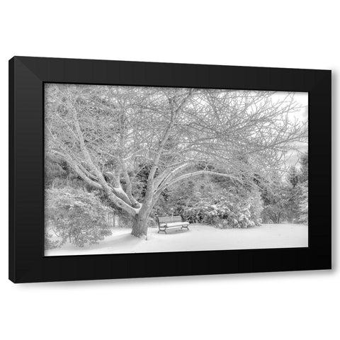 Aboretum December 2 Black Modern Wood Framed Art Print by DeLuca, Pat