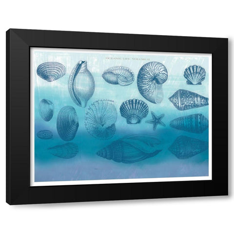 Watercolor Coast Shells 2 Black Modern Wood Framed Art Print by Allen, Candace