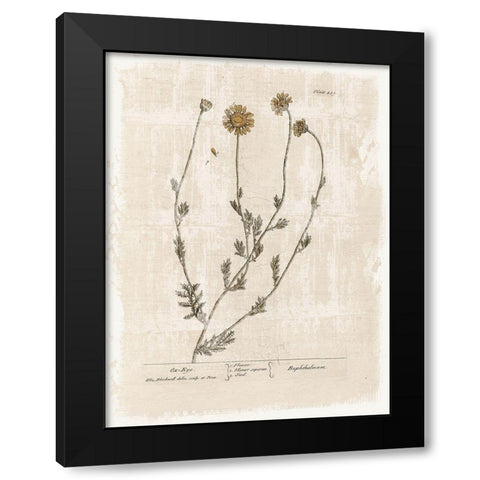 Farmhouse Flower 1 Black Modern Wood Framed Art Print with Double Matting by Lula Bijoux and Company