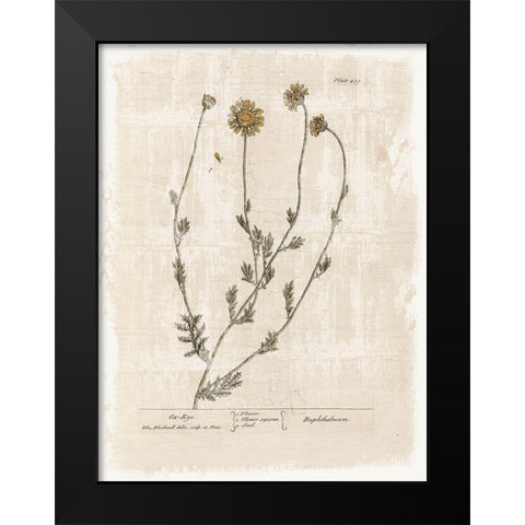 Farmhouse Flower 1 Black Modern Wood Framed Art Print by Lula Bijoux and Company