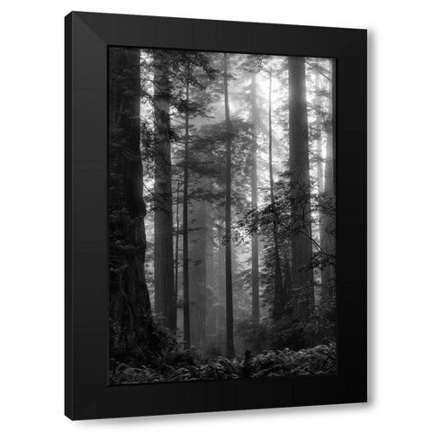North Coast Redwoods BW Black Modern Wood Framed Art Print with Double Matting by Poinski, Dianne