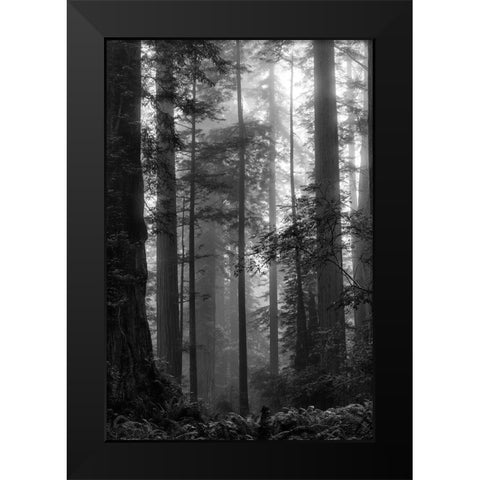 North Coast Redwoods BW Black Modern Wood Framed Art Print by Poinski, Dianne