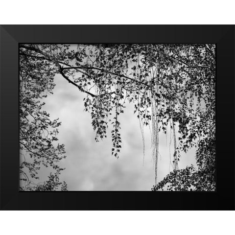 Summer Afternoon BW Black Modern Wood Framed Art Print by Poinski, Dianne