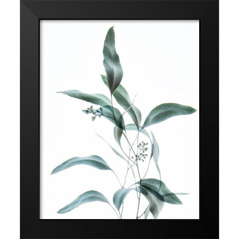 Gentle Botanical 2 Black Modern Wood Framed Art Print by Poinski, Dianne
