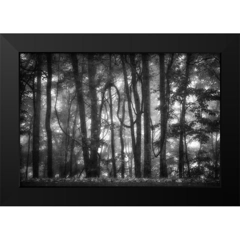 Into the Woods 2 BW Black Modern Wood Framed Art Print by Poinski, Dianne