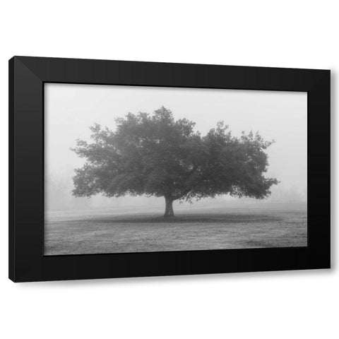 Trees in Fog BW Black Modern Wood Framed Art Print with Double Matting by Poinski, Dianne