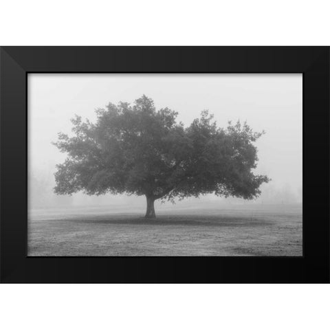 Trees in Fog BW Black Modern Wood Framed Art Print by Poinski, Dianne