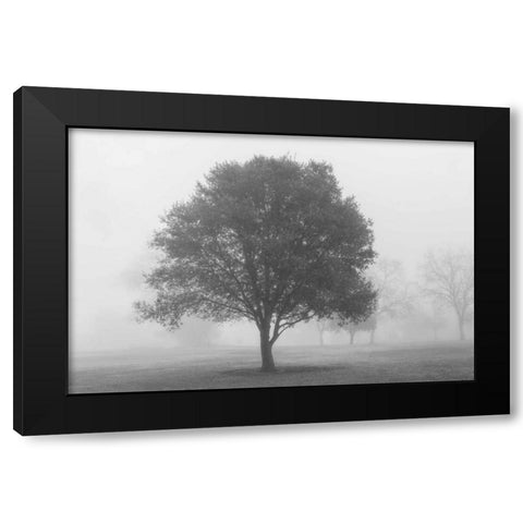 Trees in Fog BW Black Modern Wood Framed Art Print with Double Matting by Poinski, Dianne