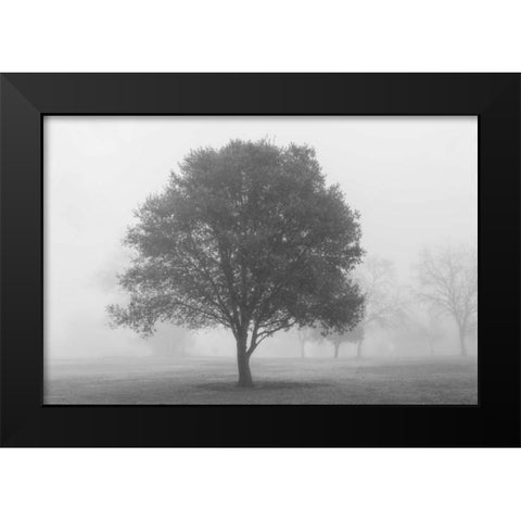 Trees in Fog BW Black Modern Wood Framed Art Print by Poinski, Dianne