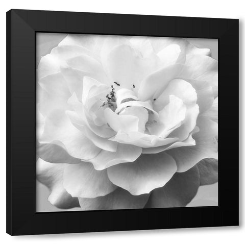 Beautiful Dreams 1 Black Modern Wood Framed Art Print by Poinski, Dianne