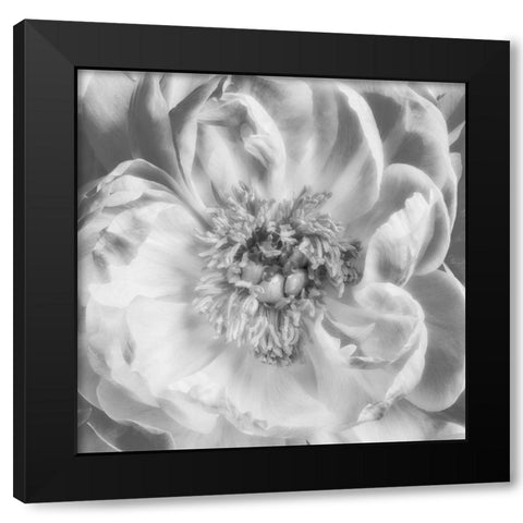Blooming Intellect 3 Black Modern Wood Framed Art Print with Double Matting by Poinski, Dianne