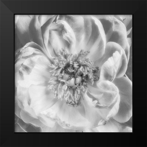 Blooming Intellect 3 Black Modern Wood Framed Art Print by Poinski, Dianne