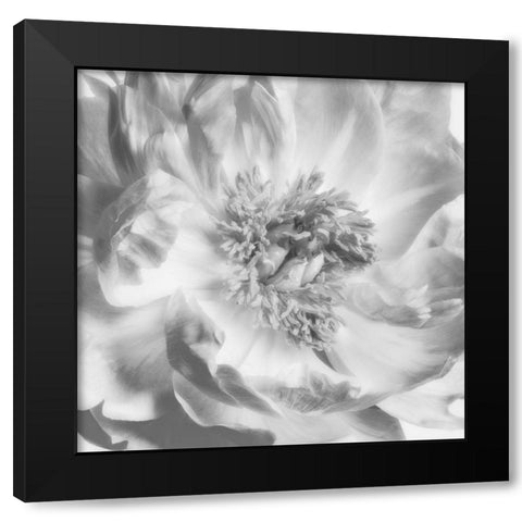 Blooming Intellect 4 Black Modern Wood Framed Art Print by Poinski, Dianne