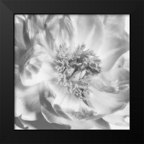 Blooming Intellect 4 Black Modern Wood Framed Art Print by Poinski, Dianne